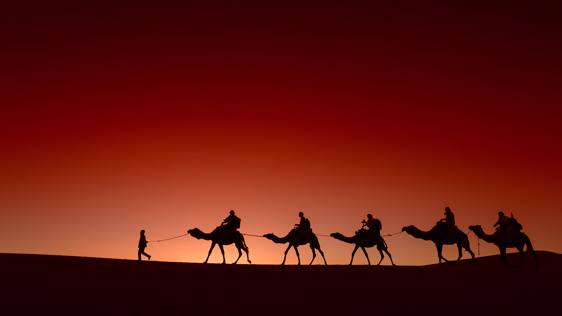 A camel caravan crossing the Erg Chebbi dunes at Merzouga, Morocco