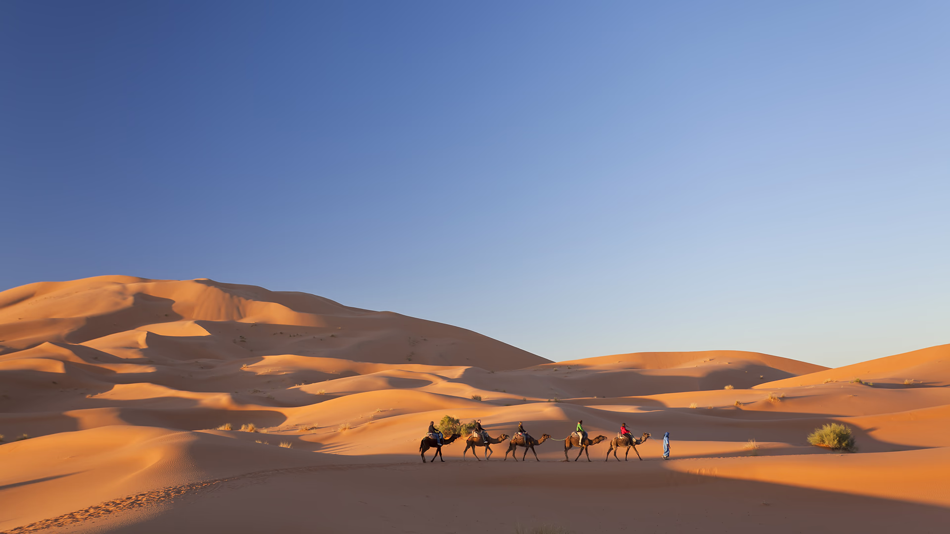 A Tuareg guide in blue robes leading a camel train through the Sahara
